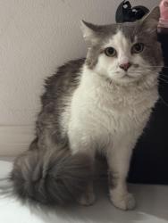 Reunited Male Cat last seen Near College Blvd, Oceanside, CA 92056, Oceanside, CA 92056