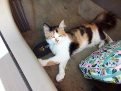 Reunited Female Cat last seen Grape street and Lemon st. Wildomar,Ca, Wildomar, CA 92595