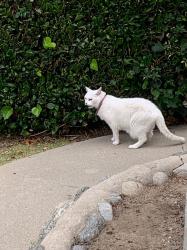 Lost Male Cat last seen Highland View Ave and Colorado Blvd, Los Angeles, CA 90041