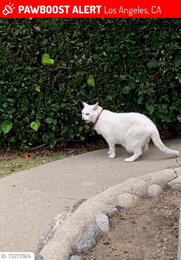 Lost Male Cat last seen Highland View Ave and Colorado Blvd, Los Angeles, CA 90041