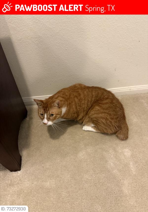 Lost Male Cat last seen E benders landing, Spring, TX 77386
