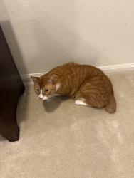 Lost Male Cat last seen E benders landing, Spring, TX 77386