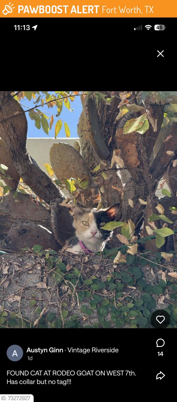 Found/Stray Unknown Cat last seen Rodeo Goat, Fort Worth, TX 76107