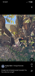 Found/Stray Unknown Cat last seen Rodeo Goat, Fort Worth, TX 76107