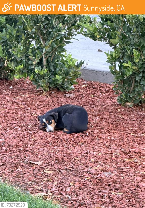 Found/Stray Unknown Dog last seen McDonald’s kings canyon and Clovis by the drive thru, Sunnyside, CA 93727
