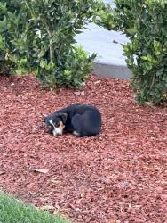 Found/Stray Unknown Dog last seen McDonald’s kings canyon and Clovis by the drive thru, Sunnyside, CA 93727