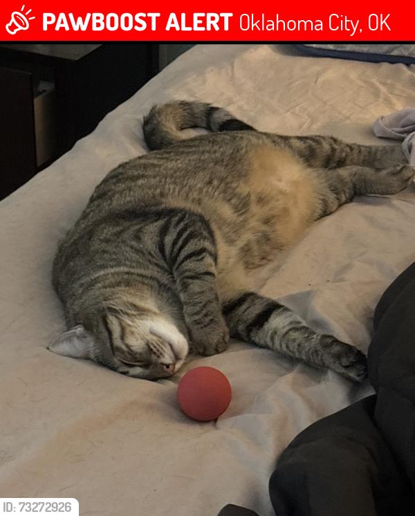 Lost Male Cat last seen 16th and Council, Oklahoma City, OK 73127