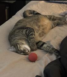 Lost Male Cat last seen 16th and Council, Oklahoma City, OK 73127