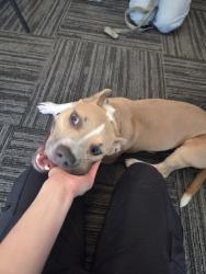 Found/Stray Female Dog last seen 7th St and Deer Valley, Phoenix, AZ 85085