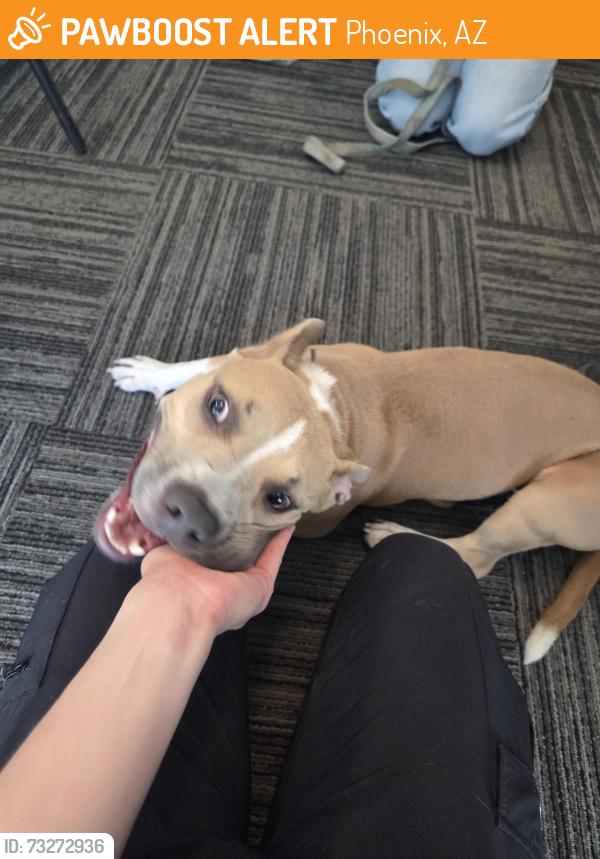 Found/Stray Female Dog last seen 7th St and Deer Valley, Phoenix, AZ 85085