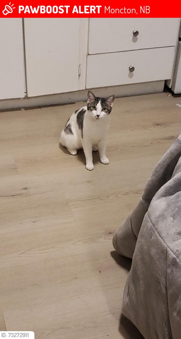Lost Female Cat last seen Elmwood cemetery, Moncton, NB 