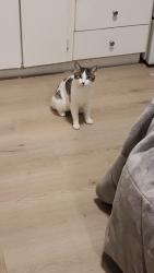 Lost Female Cat last seen Elmwood cemetery, Moncton, NB 