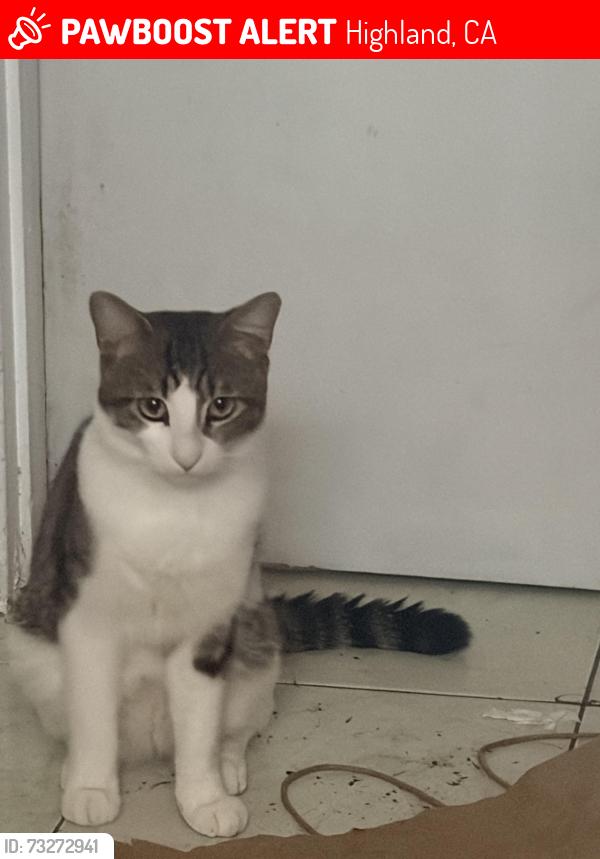 Lost Male Cat last seen Ward street Cunningham, Highland, CA 92346