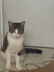 Lost Male Cat last seen Ward street Cunningham, Highland, CA 92346