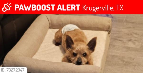 Lost Male Dog last seen Quail point and Mcnatt rd, Krugerville, TX 76227