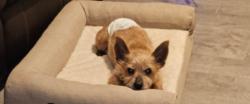 Lost Male Dog last seen Quail point and Mcnatt rd, Krugerville, TX 76227