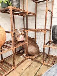 Found/Stray Female Dog last seen 37th and New Haven, Tulsa, OK 74135