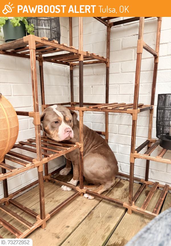 Found/Stray Female Dog last seen 37th and New Haven, Tulsa, OK 74135