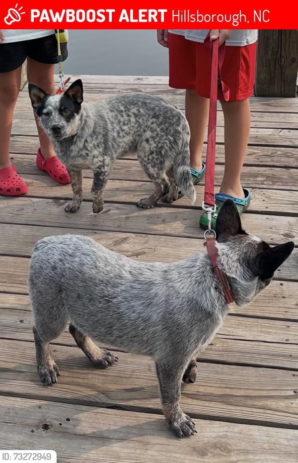 Lost Male Dog last seen Orange Grove rd, Hillsborough, NC 27278