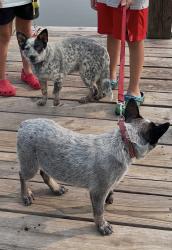 Lost Male Dog last seen Orange Grove rd, Hillsborough, NC 27278