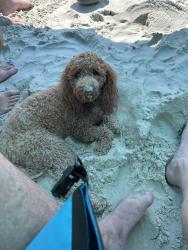 Lost Male Dog last seen Carlie point- Cape Lookout National Park, Davis, NC 28524