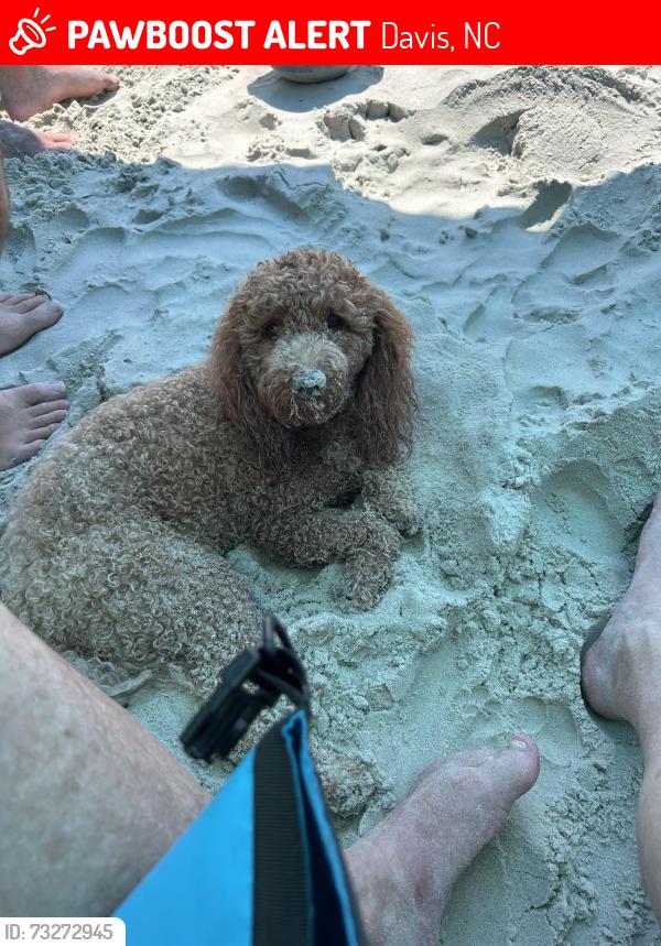 Lost Male Dog last seen Carlie point- Cape Lookout National Park, Davis, NC 28524