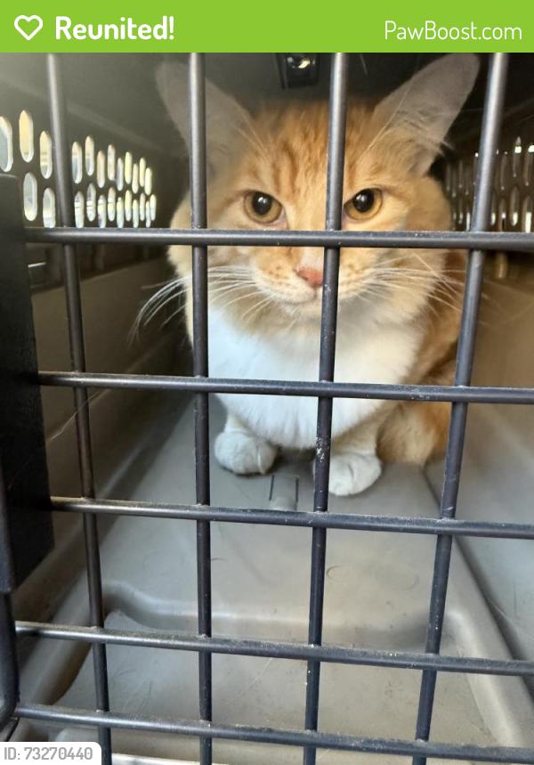 Reunited Male Cat last seen Upland, CA, USA, Upland, CA 91786