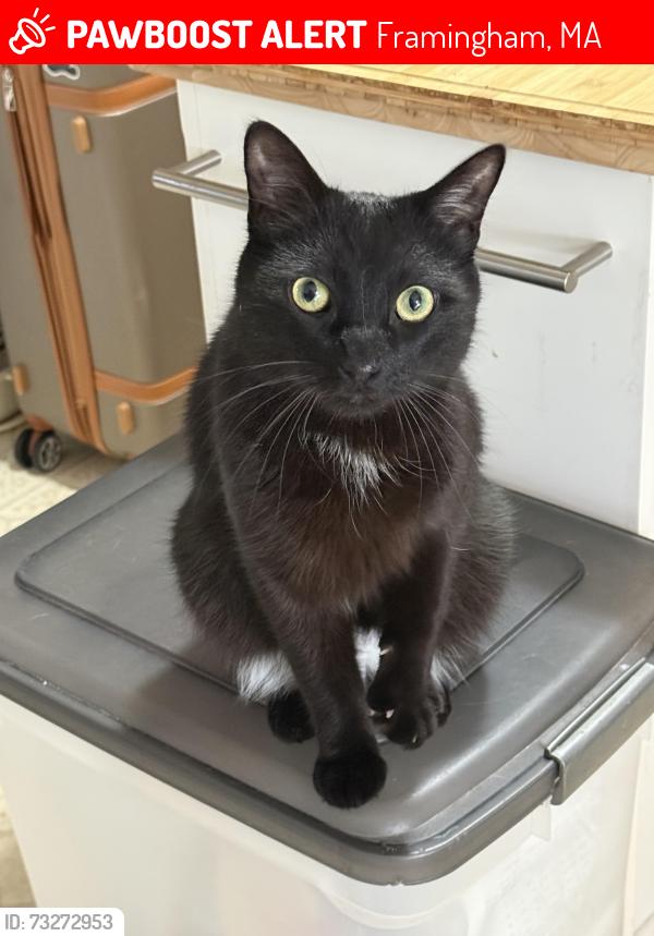 Lost Male Cat last seen Danforth St & Concord st, Framingham, MA 01701