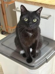 Lost Male Cat last seen Danforth St & Concord st, Framingham, MA 01701