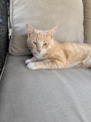 Found/Stray Male Cat last seen Off of 4800 S, Taylorsville, UT 84123