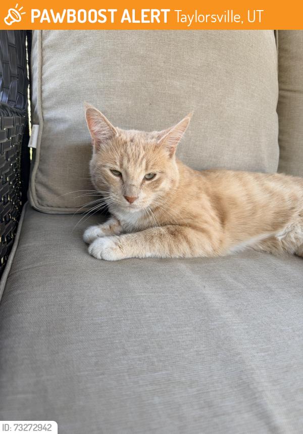 Found/Stray Male Cat last seen Off of 4800 S, Taylorsville, UT 84123