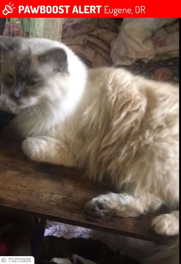 Lost Male Cat last seen Ferry, Eugene, OR 97405
