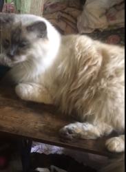 Lost Male Cat last seen Ferry, Eugene, OR 97405