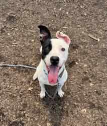 Shelter Stray Female Dog last seen Near Boring Rd, 30034, GA, 3280 Chamblee Dunwoody Rd, Chamblee, GA 30341, USA