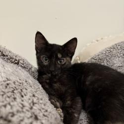 Shelter Stray Female Cat last seen Near Wesley Chapel Rd Decatur GA 30035, 30035, GA, 3280 Chamblee Dunwoody Rd, Chamblee, GA 30341, USA