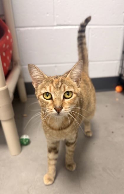 Shelter Stray Female Cat last seen Near E Thurman Rd, New Bern, NC, 1639 Old Airport Rd, New Bern, NC 28562, USA