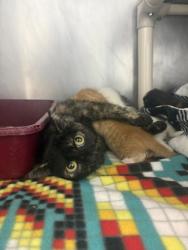 Shelter Stray Female Cat last seen Grantsboro, Pamlico County, NC, 1639 Old Airport Rd, New Bern, NC 28562, USA