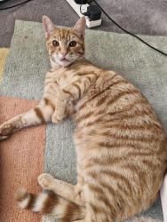 Lost Male Cat last seen st Peter's way, Warwickshire, England 