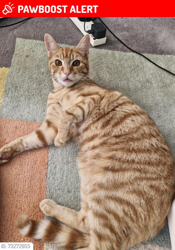Lost Male Cat last seen st Peter's way, Warwickshire, England 