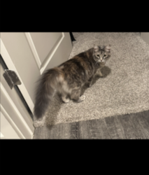 Lost Female Cat last seen Franz and Katy fort bend, Katy, TX 77493