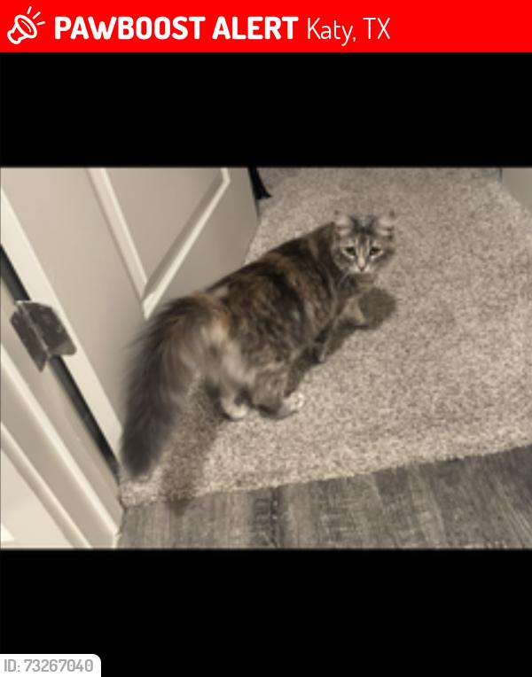 Lost Female Cat last seen Franz and Katy fort bend, Katy, TX 77493
