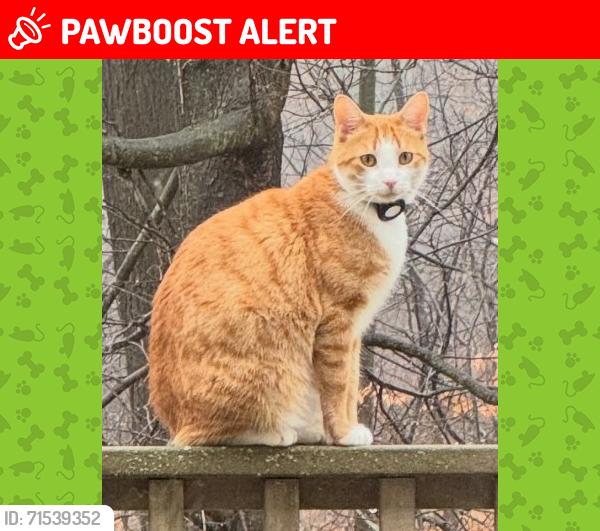Lost Male Cat last seen Behind Northern high school, Commerce Township, MI 48382