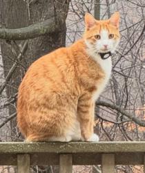 Lost Male Cat last seen Behind Northern high school, Commerce Township, MI 48382