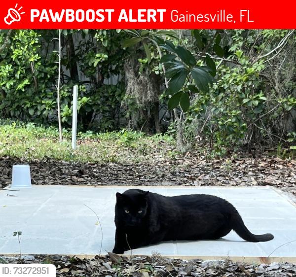 Lost Female Cat last seen Canopy (Barr) Park, Gainesville, FL 32606
