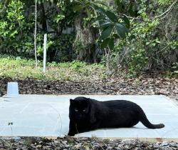 Lost Female Cat last seen Canopy (Barr) Park, Gainesville, FL 32606