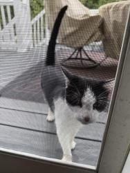 Reunited Unknown Cat last seen Twin River Road, Lincoln, RI 02865