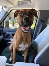 Reunited Female Dog last seen Abrams/Hunters Creek, Dallas, TX 75243