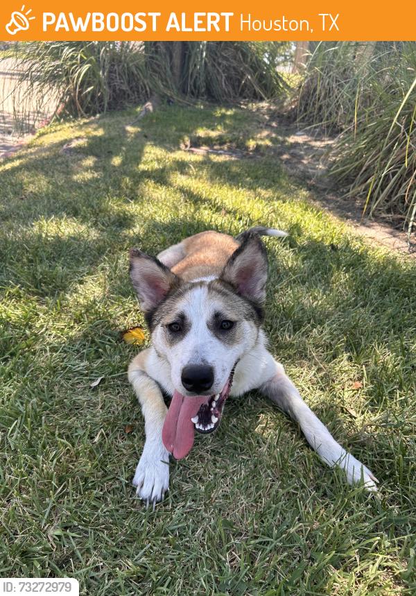 Found/Stray Female Dog last seen Hwy 6 N & Pebble Lake Dr, NNE of West Road, Easton Commons, Houston, behind Scary Canary Pub, Houston, TX 77095