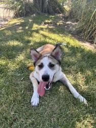 Found/Stray Female Dog last seen Hwy 6 N & Pebble Lake Dr, NNE of West Road, Easton Commons, Houston, behind Scary Canary Pub, Houston, TX 77095
