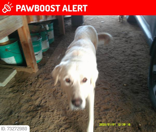 Lost Female Dog last seen Wildcat canyon, San Diego County, CA 92040
